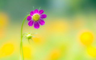 Flower field yellow pink macro - a single flower free wallpaper