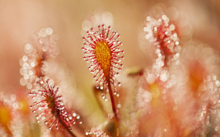 Flower water droplets impressionism macro - a close up of a flower free wallpaper for desktop