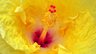 Yellow flower red center macro - red center free wallpaper