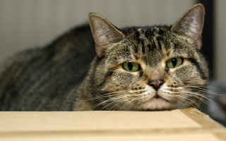 Sad cat on box green - a box free wallpaper