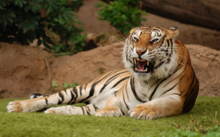 Tiger laying open mouth outdoors - mouth wide open free wallpaper
