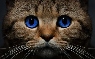 Cat blue eyes closeup solo - a cats face free wallpaper