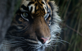 Tiger staring distance blurry background - a blurry background of grass and trees free wallpaper