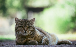 Cat laying closed eyes blurry 2 - a blurry background of trees free wallpaper