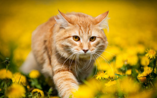 Cat field yellow flowers autumn - a blurry background of the image free wallpaper