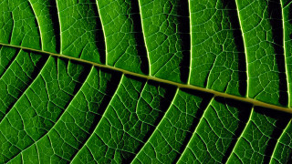 Green leaf macro nature forest - thin free wallpaper for desktop