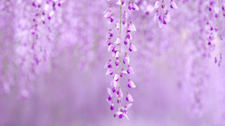 Purple wisteria cherry blossoms falling - purple flower free wallpaper
