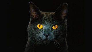 Black cat yellow eyes animal 2 - a black cat free wallpaper