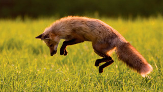 Small animal jumping field blurry - photograph free wallpaper for desktop