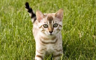 Kitten walking grass green field - a lush green field of grass free wallpaper