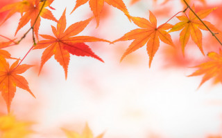 Leafy tree autumn sky blurry - aimitsu free wallpaper