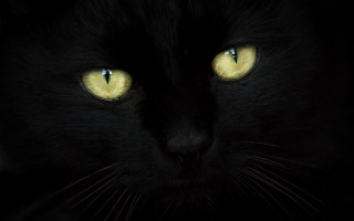 Black cat yellow eyes moonlight 3 - a black cat free wallpaper for desktop