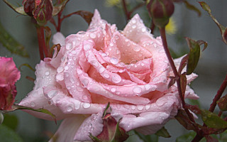 Pink rose water droplets macro 29 - a pink rose free wallpaper
