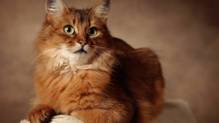 Cat green eyes regal renaissance - regal free wallpaper