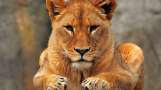 Lion sitting rock sad look - a sad look free wallpaper