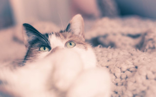 Cat blossoms tiltshift softfocus blurry - soft focus free wallpaper