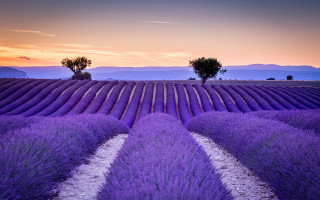 Lavender field sunset trees mountains - a field of lavender free wallpaper