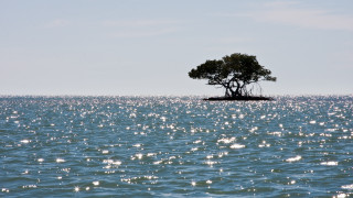 Lone tree ocean island ecological - a small island in the middle of the water free wallpaper