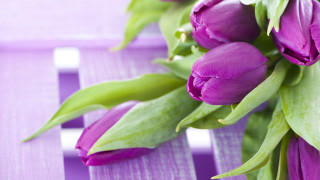 Purple flowers table white stripe - purple flower free wallpaper for desktop