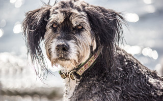 Wet dog beach collar tilt - expressionism free wallpaper