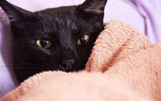 Black cat pink blanket sad - cozy free wallpaper