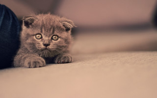 Kitten tiltshift piercing eyes closeup - piercing eye free wallpaper