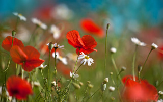 Red white flower field blue - a few white flower free wallpaper