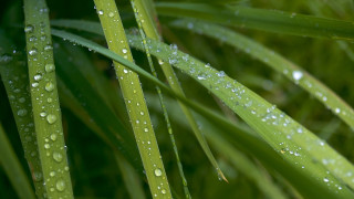 Green plant water droplets macro 16 - leaf and grass free wallpaper