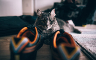 Cat shoes background blur bokeh - a pair of shoes free wallpaper for desktop