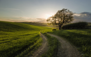 Dirt road green field tree 3 - a tree in the distance free wallpaper