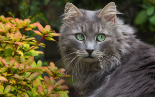 Green eyes cat bush flower - a cat free wallpaper