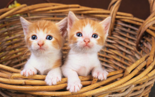 Kittens basket blue eyes symmetrical - the camera and the other free wallpaper