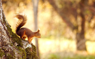 Squirrel tree trunk autumn blurry - a blurry background of trees free wallpaper