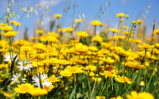 Field flower blue sky autumn - a few cloud free wallpaper for desktop