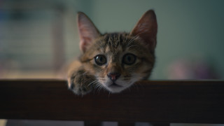 Cat rail shiba inu blurry - 8 5 mm f 1. free wallpaper