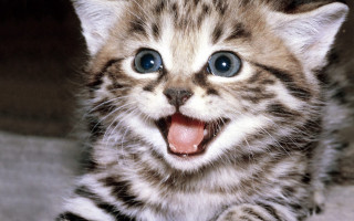 Kitten mouth tongue open furry - mouth wide open free wallpaper