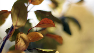 Tree leaves closeup shallowdepth blurrybackground - free 3d render wallpaper