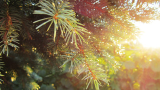 Pine tree sunshine branches christmas - free light wallpaper