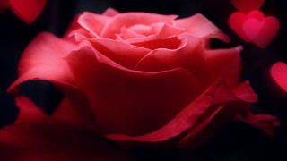 Red rose hearts macro rococo - a red rose free wallpaper for desktop