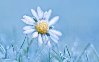 White flower yellow center winter - dew free wallpaper