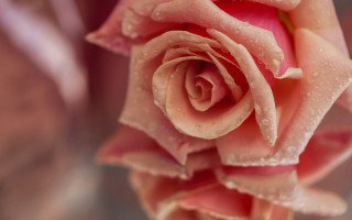 Pink rose water droplets macro 15 - close free wallpaper