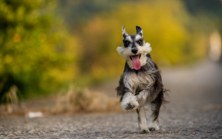 Dog running tongue out outdoors - the background and a person free wallpaper for desktop