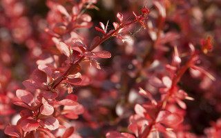 Red plant flower leaves bokeh - stem and a blurry background free wallpaper for desktop