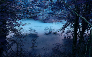 Night pond forest stars moon - a blue glow free wallpaper