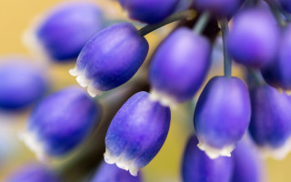 Purple flowers white tips yellow 2 - berry free wallpaper for desktop