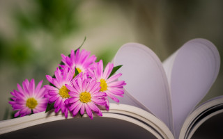 Book flower bouquet heart book - top of it next free wallpaper for desktop