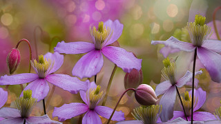 Purple flowers butterfly bokeh macro 2 - betty merken free wallpaper for desktop