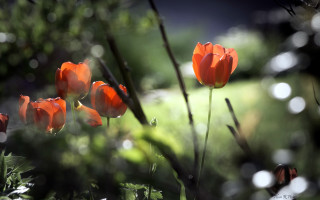 Orange flowers field bokeh hakurei - orange flower free wallpaper