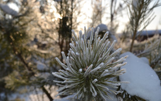 Snow covered plant winter bokeh - the background and a sun free wallpaper