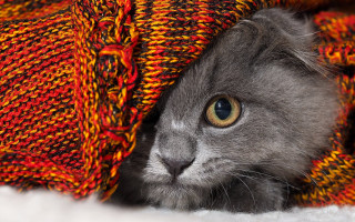Cat blanket peeking fire autumn - under a blanket free wallpaper for desktop